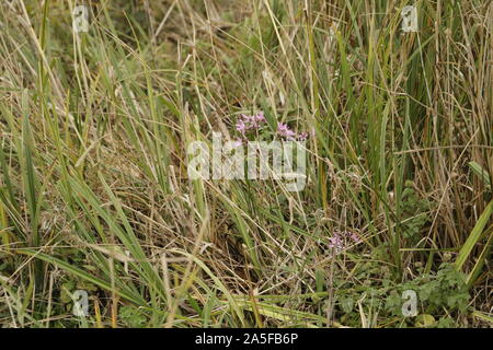 Ragged robin or Silene flos cuculi a beautiful pink flower growing on wetlands Stock Photo
