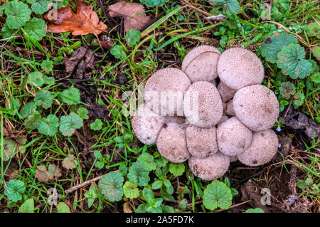 Common puffball, Lycoperdon perlatum. Stock Photo