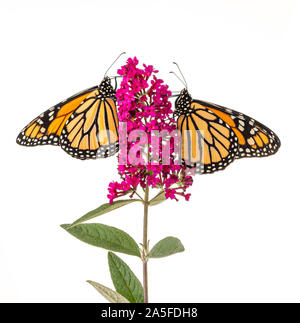 Pair of monarch butterflies (Danaus plexippus) feeding together on a butterfly bush - side view / white background Stock Photo