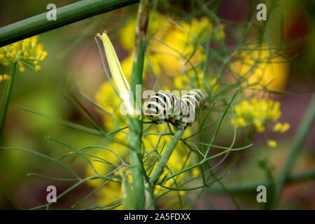 A portrait of a caterpillar on a green blade of grass between some yellow flowers. When it grows up it will be a koninginnenpage butterfly. Stock Photo