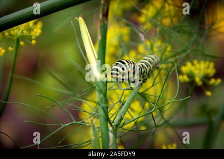 A portrait of a caterpillar on a green blade of grass between some yellow flowers. When it grows up it will be a koninginnenpage butterfly. Stock Photo