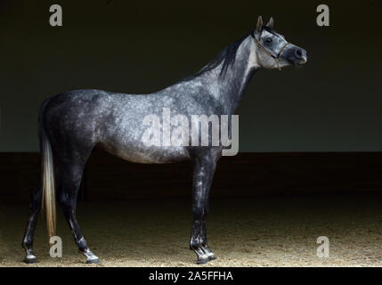 Arabian dressage horse, portrait of a dapple gray mare with bridle in dark background Stock Photo