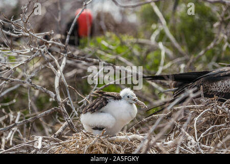 Frigatebird on Galapagos islands. Juvenile Magnificent Frigate-bird chick in birds nest, North Seymour Island, Galapagos Islands. Male frigate bird with inflated red neck gular pouch in background Stock Photo