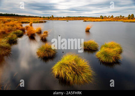 Belgium, Wallonia, the High Fens, high moor, in the region Eifel and Ardennes, nature park High Fens Eifel, in the Brackvenn, near Mützenich, pond, Stock Photo