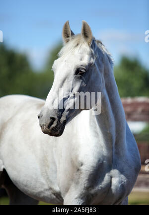 Dapple grey Andalusian horse portrait Stock Photo