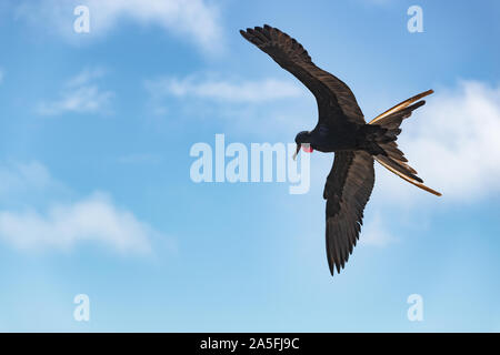 Frigatebird on Galapagos islands flying. Magnificent Frigate-bird in flight on North Seymour Island, Galapagos. One male frigate birds with red neck gular pouch (thoat sac). Stock Photo