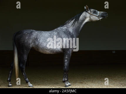 Purebred dressage horse, portrait of a dapple gray mare with bridle in dark background Stock Photo