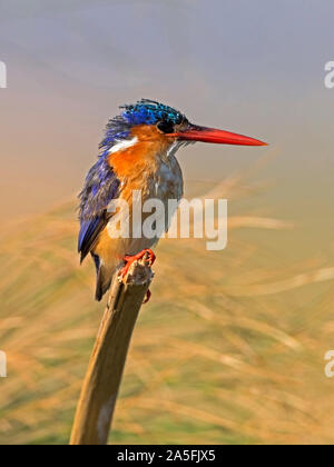 Malachite kingfisher perched Stock Photo