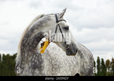 Dapple grey Andalusian horse portrait Stock Photo