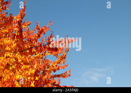 A vibrant red autumn tree against a brilliant blue sky, contrasting ...