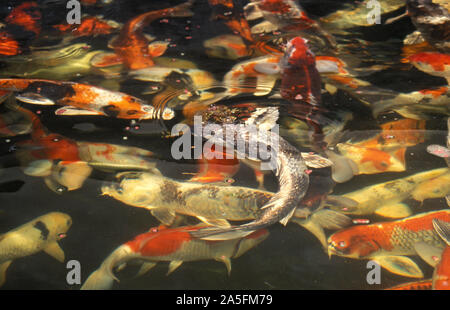 VARIOUS COLOURS OF A SCHOOL OF JAPANESE KOI IN AN OUTDOOR KOI POND, AUSTRALIA. THE KOI IS A SYMBOL OF LUCK, PROSPERITY AND GOOD FORTUNE IN JAPAN. Stock Photo