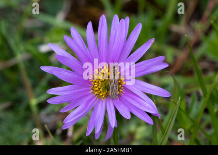 Dance Fly (Empididae) sitting on an Alpine Aster (Aster alpinus) flower Stock Photo