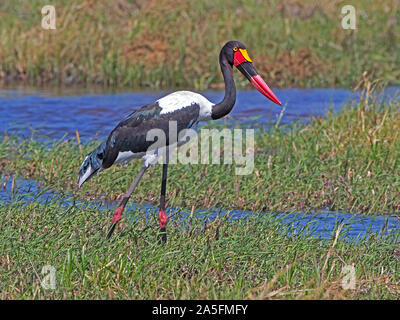 Open Afr File Female Saddle-billed stork (Ephippiorhynchus senegalensis) walking in ...