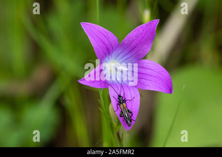 Male Oedemera femorata (a False Blister Beetle sp.) on a Spreading Bellflower (Campanula patula) flower Stock Photo