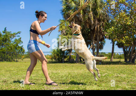 Woman playing with a Labrador retriever in the park, Fort de Soto, Florida, United States Stock Photo