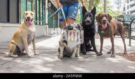 Woman taking four dogs for a walk, Fort de Soto, Florida, United States Stock Photo