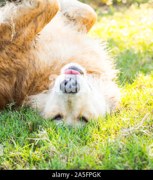 Golden retriever rolling about in grass, Fort do Soto, Florida, United States Stock Photo