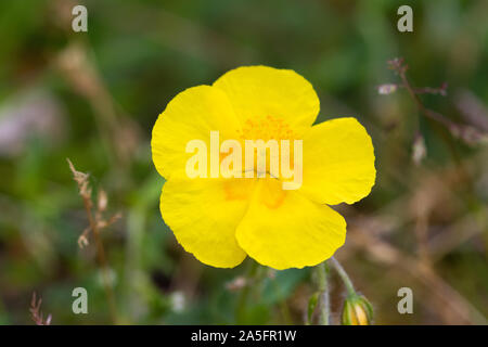 Common Rock Rose (Helianthemum nummularium) flower Stock Photo