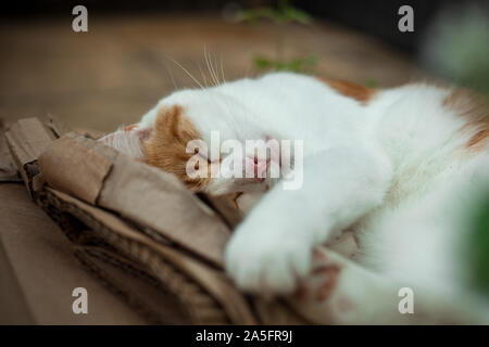 young ginger  cat sleeping on a pile of cardboard next to catnip Stock Photo