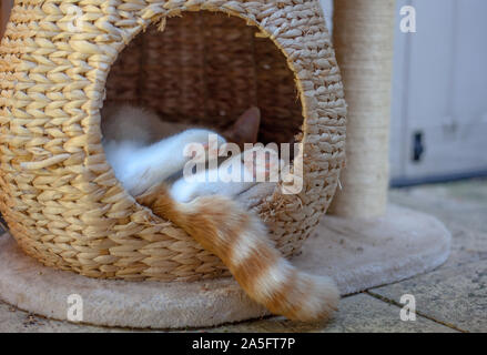 ginger tabby cat sleeping outside in a wicker pod Stock Photo