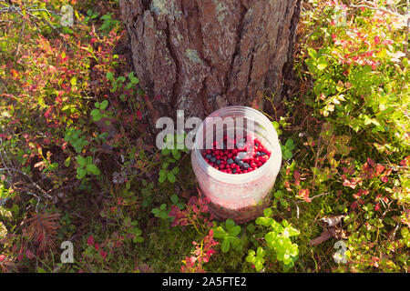 Lingonberries mixed with wild blueberries in jar lit with sun beside a pine tree among lingonberry and blueberry (with reddened leaves) plants. Stock Photo