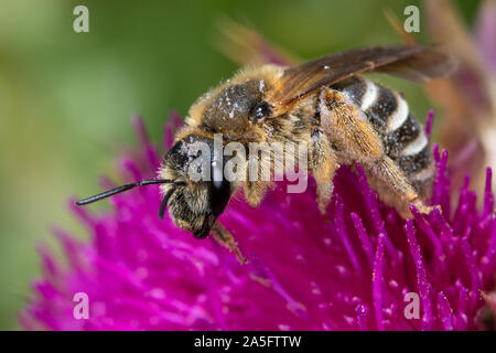 solitary bee sp. on a thistle flower Stock Photo