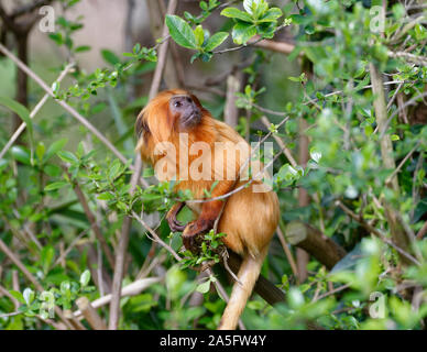 Golden Lion Tamarin - Leontopithecus rosalia Rare New World Monkey from Atlantic Brazil Coast Stock Photo