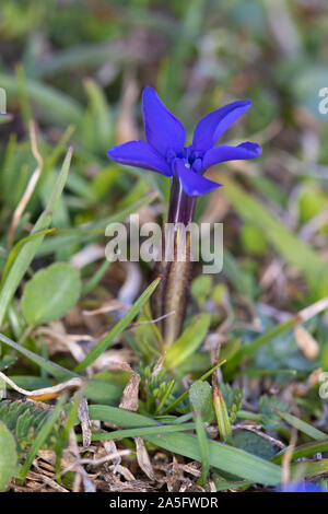 Spring Gentian (Gentiana verna) flower Stock Photo