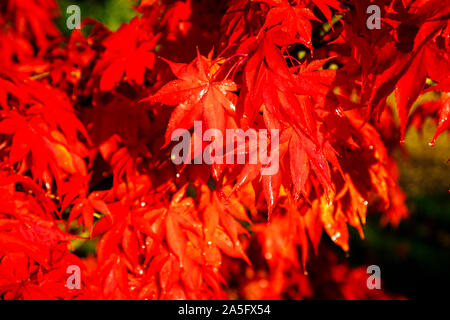 Beautiful Japanese maple, Acer palmatum, tree leaves in full glowing scarlet red autumn colour in a garden in Surrey, south-east England, UK Stock Photo