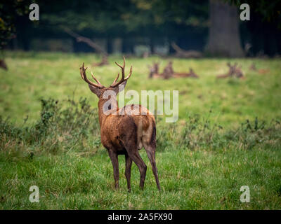Red Deer Stag watching a group of hinds, Studley Royal Park, North Yorkshire, UK. Stock Photo