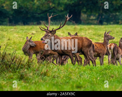 Red Deer Stag and hinds, Studley Royal Park, North Yorkshire, UK. Stock Photo