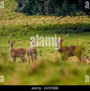 Manchurian Sika Deer and Hinds, Studley Royal Park, North Yorkshire, UK. Stock Photo
