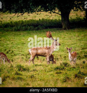 Fallow Deer Buck and Does, Studley Royal Park, North Yorkshire, UK. Stock Photo
