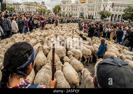 Madrid, Spain. 20th Oct, 2019. The celebrations of Transhumance is an event that has been held in Madrid since 1994. It is celebrated to vindicate the importance of livestock in Spain for centuries, it always takes place in the month of October. They start from the country house park and its route, it will pass through the main street, the Puerta del Sol and Cibeles. (Photo by Alberto Sibaja/Pacific Press) Credit: Pacific Press Agency/Alamy Live News Stock Photo