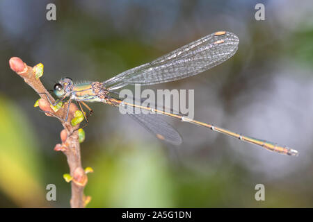 Willow Emerald Damselfly (Lestes viridis) resting on a willow branch Stock Photo