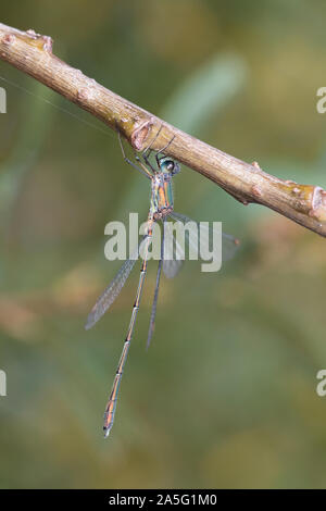 Willow Emerald Damselfly (Lestes viridis) resting on a willow branch Stock Photo
