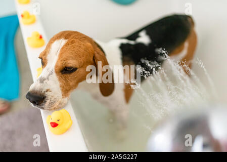 Nervous beagle dog in bathtub taking shower. Dog not liking water baths concept. Stock Photo