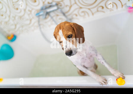 Nervous beagle dog in bathtub taking shower. Dog not liking water baths concept. Stock Photo