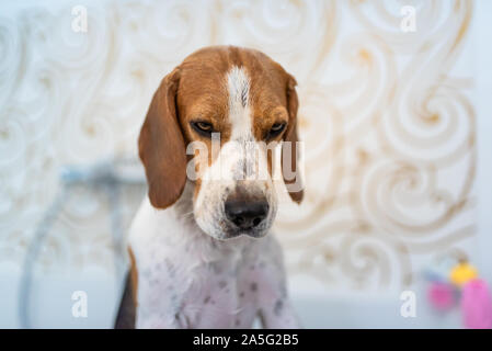 Nervous beagle dog in bathtub taking shower. Dog not liking water baths concept. Stock Photo