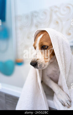 Nervous beagle dog in bathtub taking shower. Dog not liking water baths concept. Stock Photo