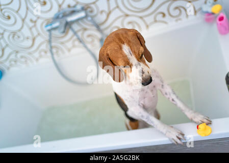 Nervous beagle dog in bathtub taking shower. Dog not liking water baths concept. Stock Photo