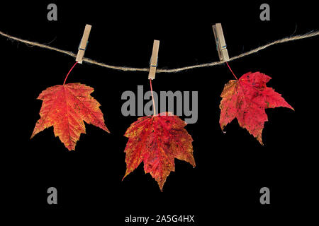 autumn maple leaves on twine clothesline with clothespins isolated on black background Stock Photo