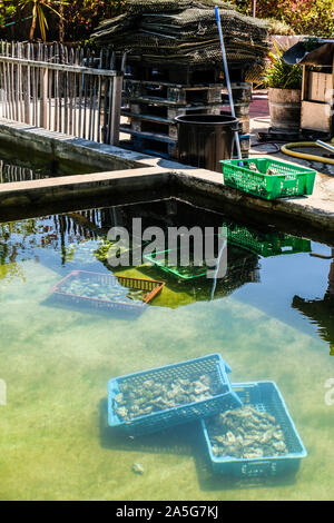 Submerged oyster packets in tank at oyster nursery at a French fishing village by Arcachon Bay, France Stock Photo