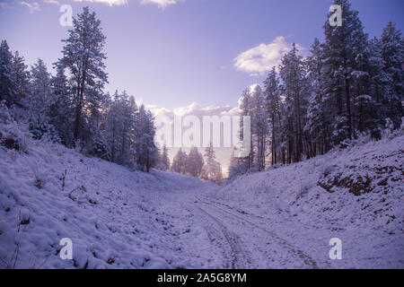 Snowy landscape of snow covered evergreen trees lining a dirt road with sun low on the horizon Stock Photo