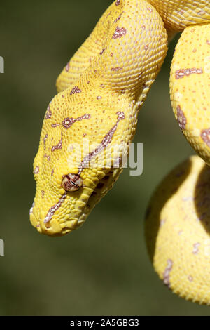 Juvenile Australian Green Tree Python Stock Photo - Alamy