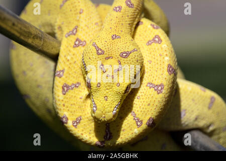 Juvenile Australian Green Python Stock Photo
