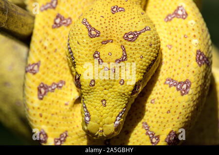 Juvenile Australian Green Python Stock Photo