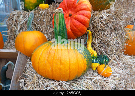 Pumpkins on Display Stock Photo