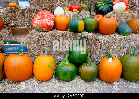 Pumpkins on Display Stock Photo