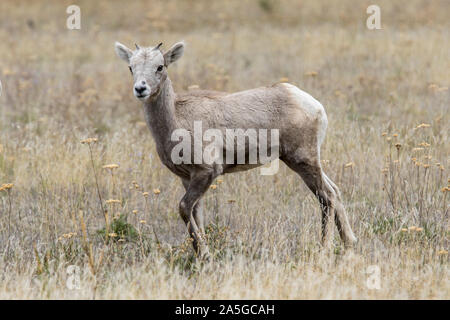 A bighorn sheep lamb stands in a grassy field along hwy 200 just west of Thompson Falls, Montana. Stock Photo